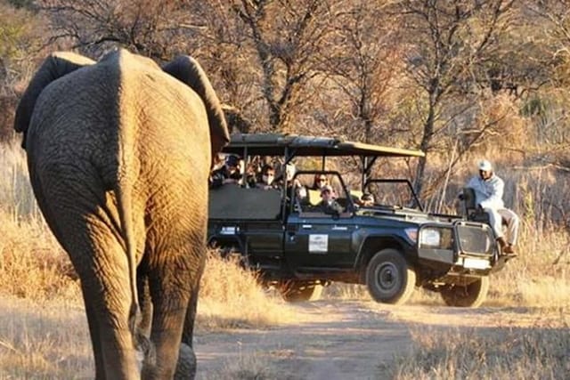 2 Days/ 1 Night - Dinokeng Safaris and Cullinan tours - Photo 1 of 12